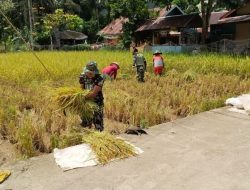 Satgas TMMD Ke-129 Turun ke Sawah, Bantu Pak Nasrul Panen Padi Kurek di Jorong Air Putih