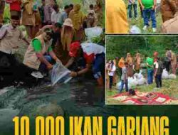 10.000 Bibit Ikan Gariang Dilepas di Batang Aie Kasiek, Perkuat Ketahanan Pangan Nagari Talang